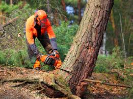 Best Tree and Shrub Care  in Wrightsville Beach, NC