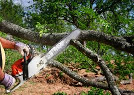 Best Tree Risk Assessment  in Wrightsville Beach, NC