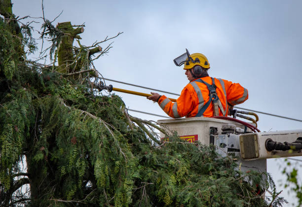 Best Emergency Tree Removal  in Wrightsville Beach, NC