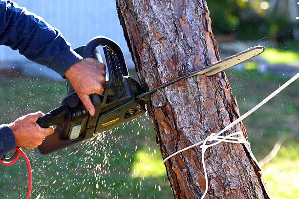 Best Weed Control  in Wrightsville Beach, NC