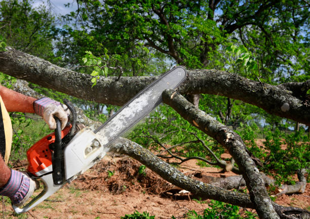 Best Lawn Watering Services  in Wrightsville Beach, NC